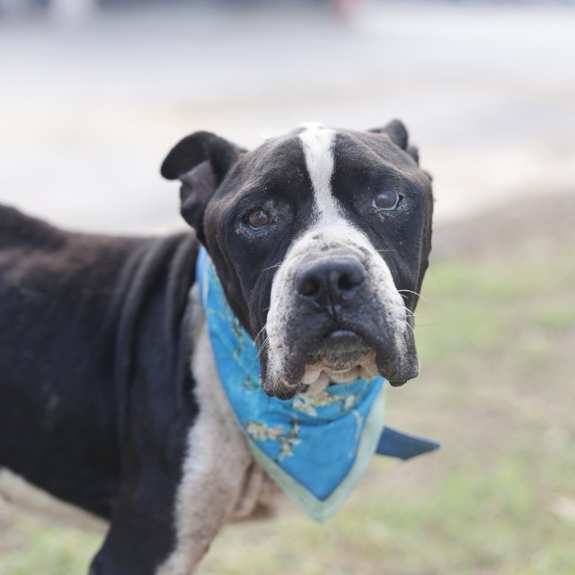 Tex, a American Bulldog (mix breed), available for adoption