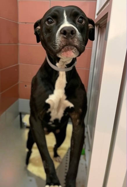 Larissa, a Staffordshire Bull Terrier (mix breed), available for adoption