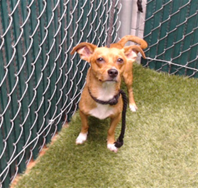 Merlot, a Chihuahua, available for adoption