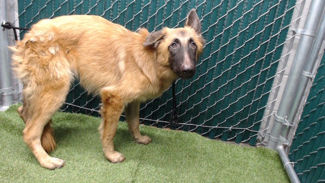 Berlin, a German Shepherd, available for adoption