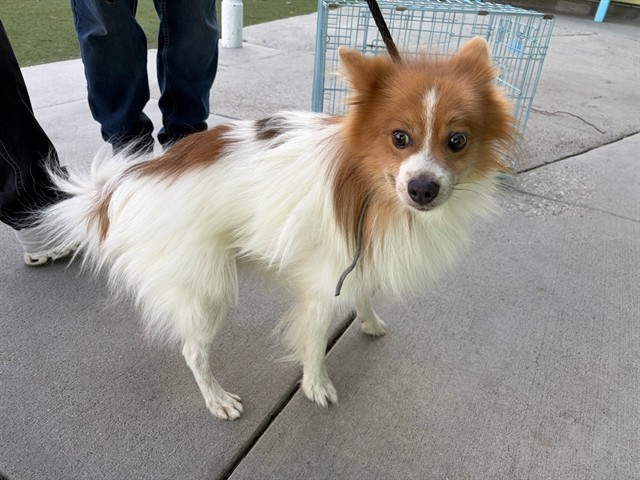 A5803502, a Pomeranian, available for adoption