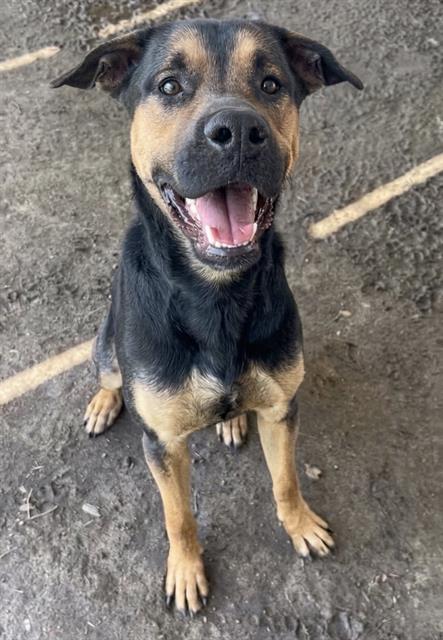 Boo Boo, a German Shepherd, available for adoption