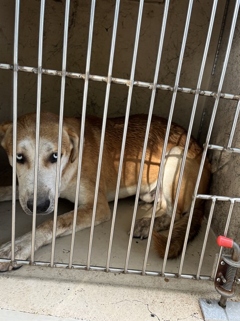 A480982, a Labrador Retriever (mix breed), available for adoption
