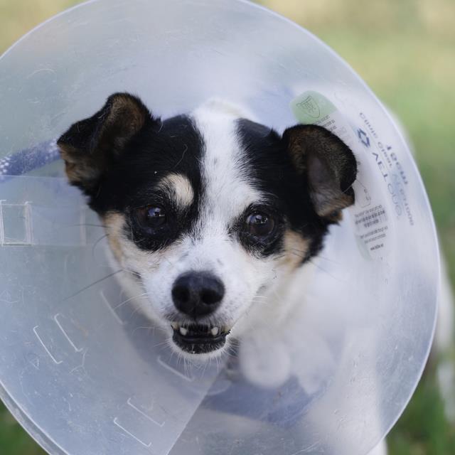 Toni, a Chihuahua (mix breed), available for adoption