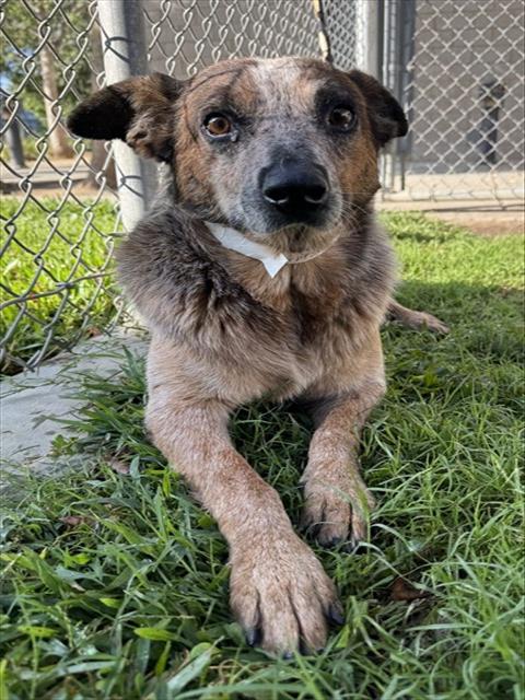 Minnie, a Australian Cattle Dog/Blue Heeler, available for adoption