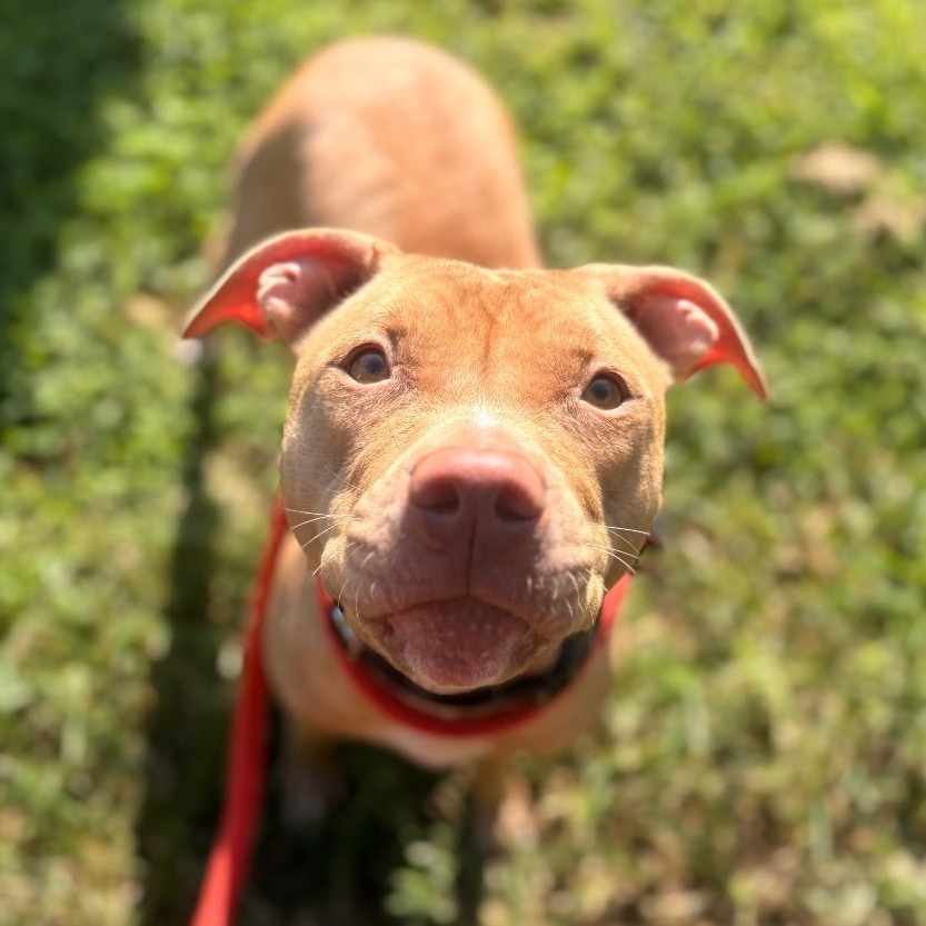 Starlight, a Pit Bull Terrier, available for adoption