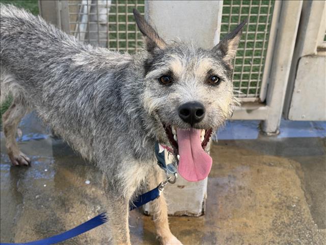 Comet, a Terrier (mix breed), available for adoption