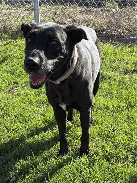Mabel, a Labrador Retriever (mix breed), available for adoption
