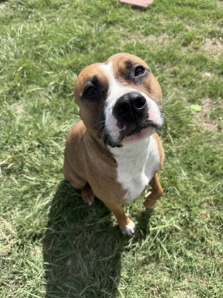 Delilah, a Boxer, available for adoption