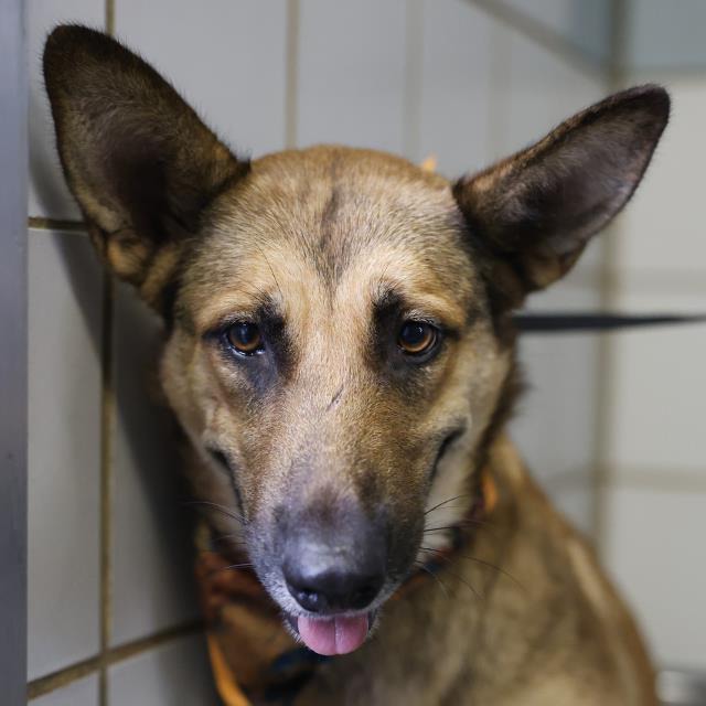 Kimmy Koa, a Shepherd (mix breed), available for adoption