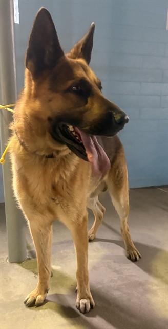 Milo, a German Shepherd, available for adoption