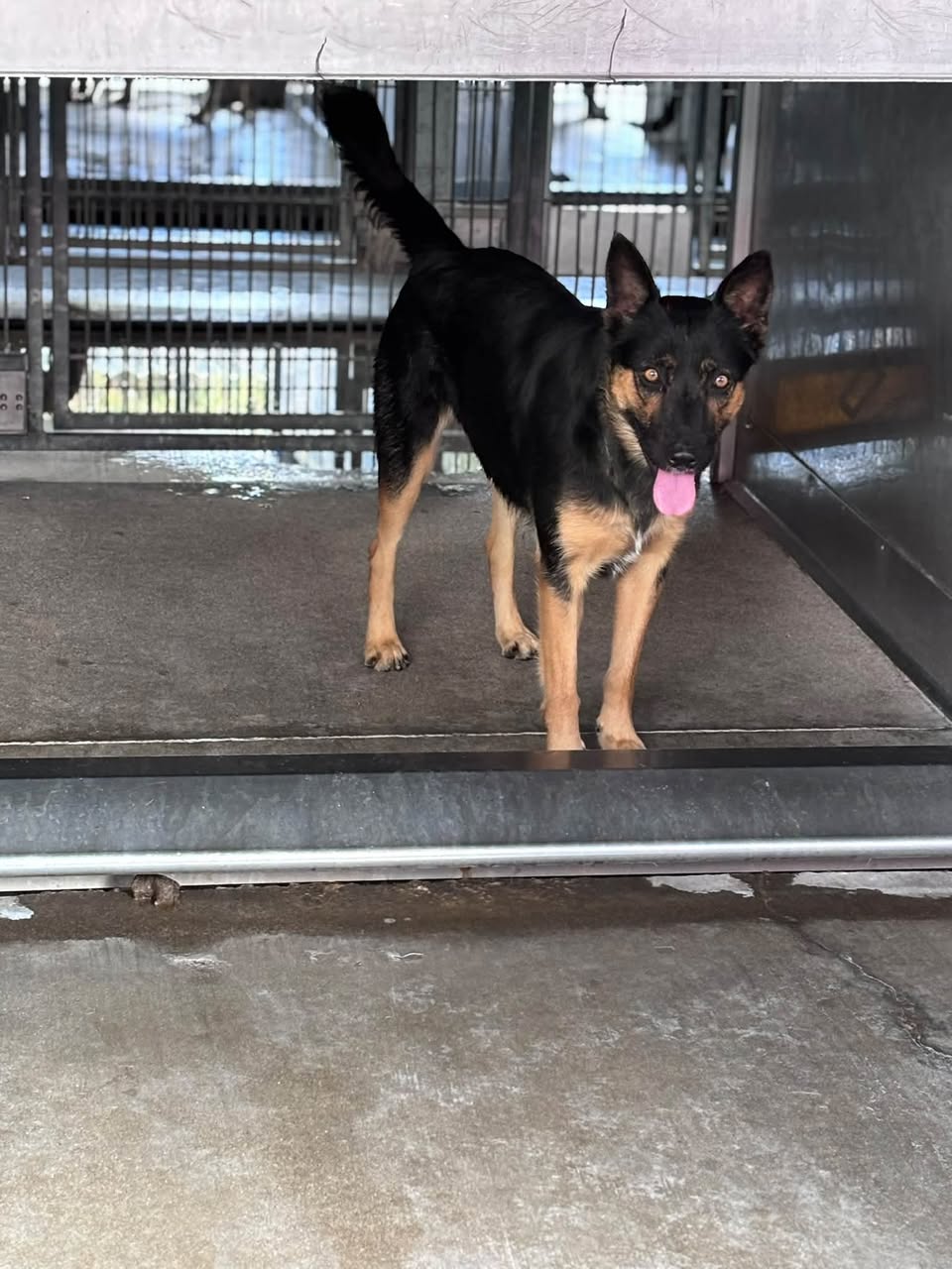 Gracie, a German Shepherd (mix breed), available for adoption
