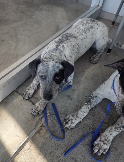 Hansel, a Australian Cattle Dog/Blue Heeler, available for adoption