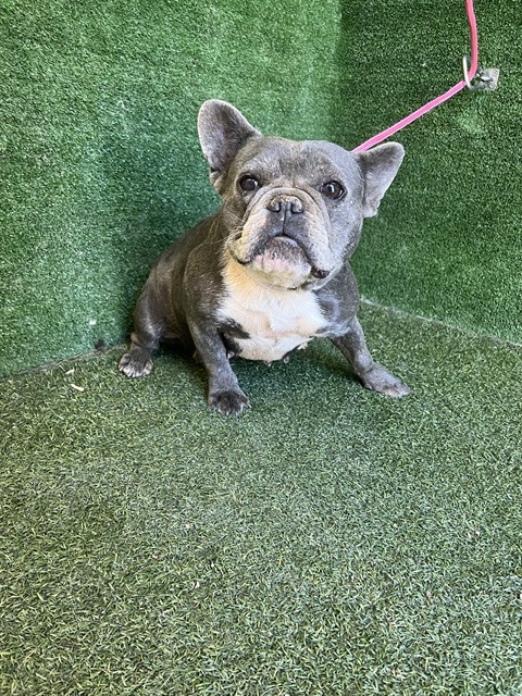 Pinky, a French Bulldog, available for adoption