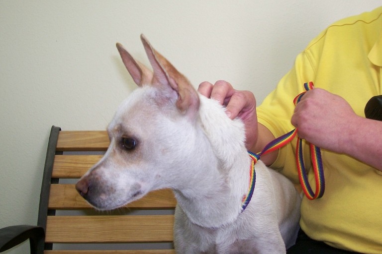 Other Photos of thie Dog
