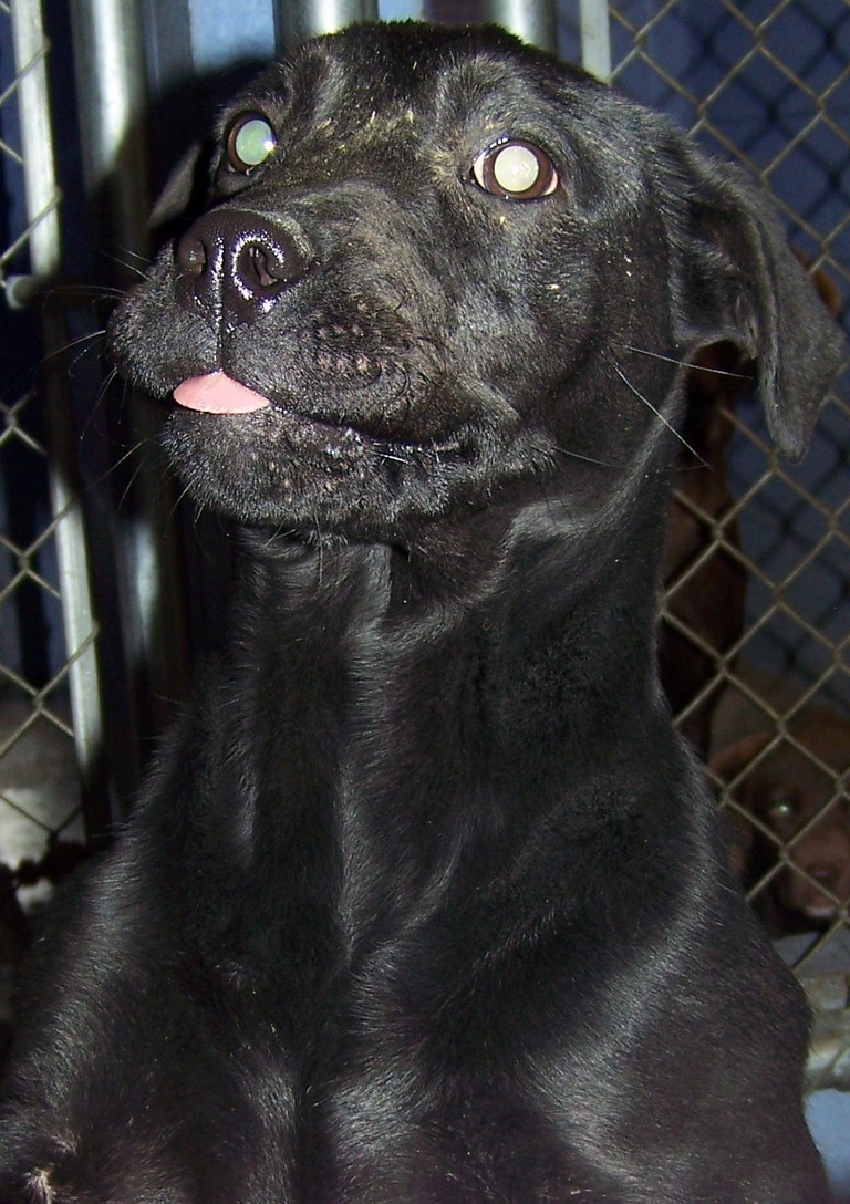 Other Photos of thie Dog