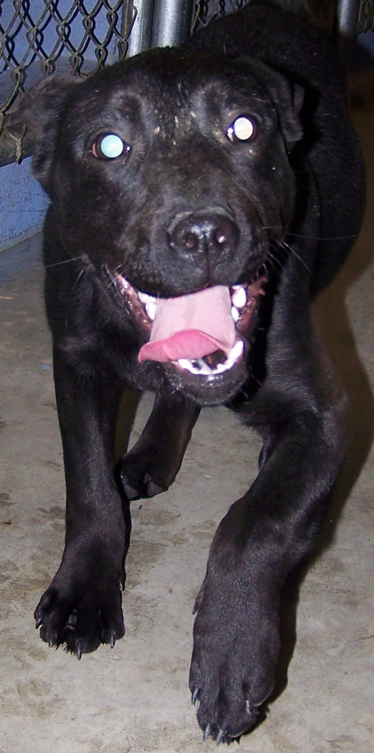 Other Photos of thie Dog