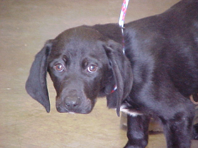 Other Photos of thie Dog