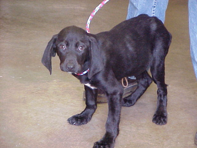 Other Photos of thie Dog