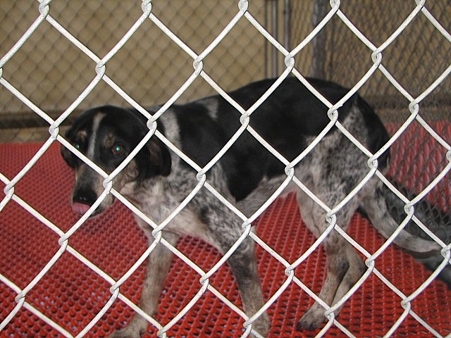 Other Photos of thie Dog