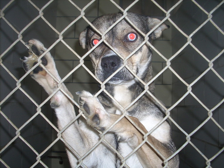 Main Photo of this Dog