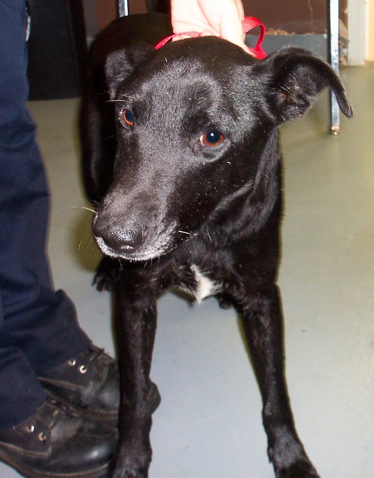 Other Photos of thie Dog