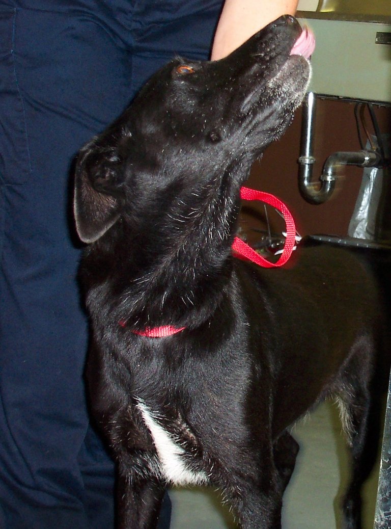 Other Photos of thie Dog
