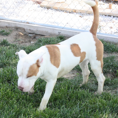 Other Photos of thie Dog