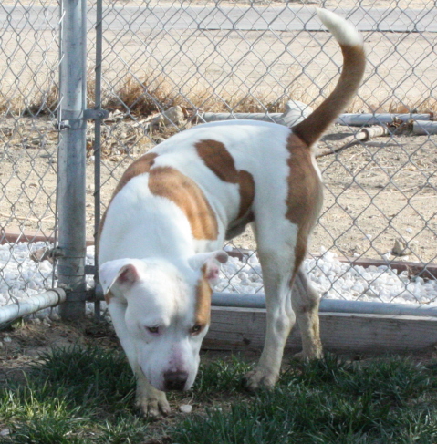Other Photos of thie Dog