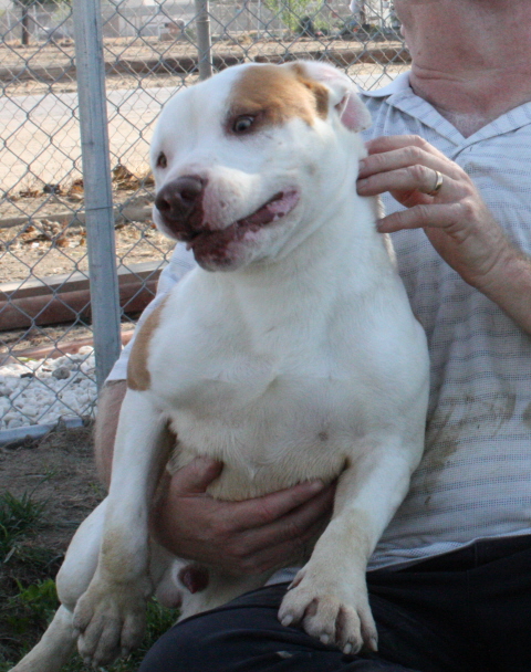 Other Photos of thie Dog