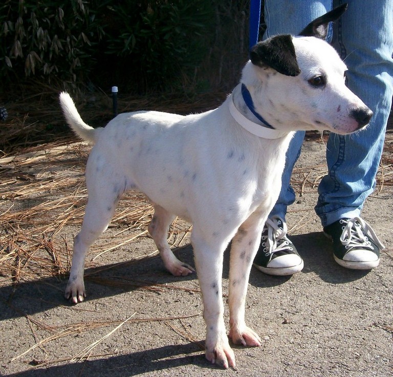 Other Photos of thie Dog