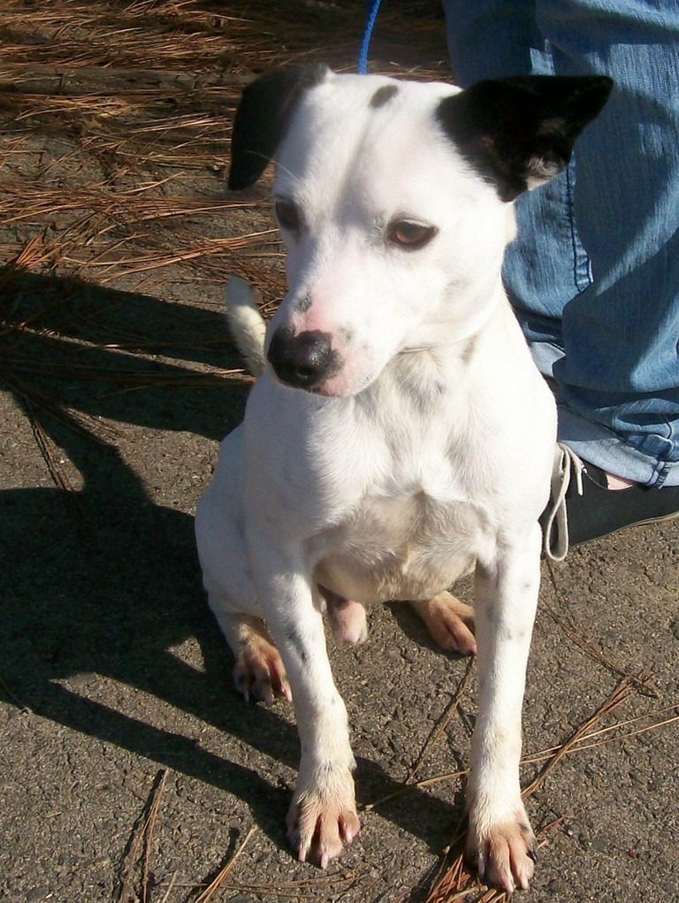 Other Photos of thie Dog