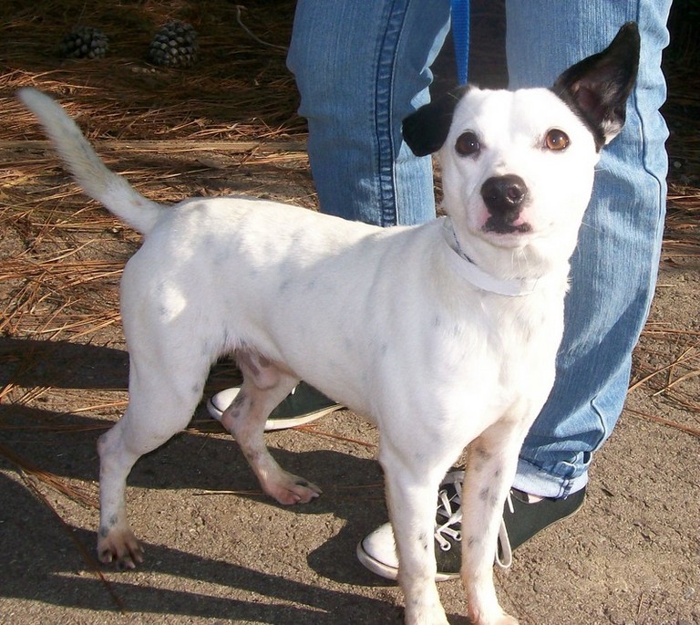 Other Photos of thie Dog