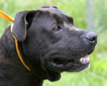 Other Photos of thie Dog