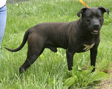 Other Photos of thie Dog
