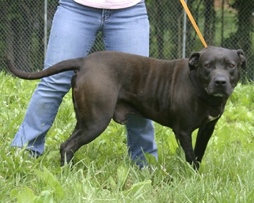 Other Photos of thie Dog
