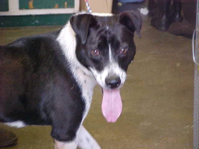 Other Photos of thie Dog