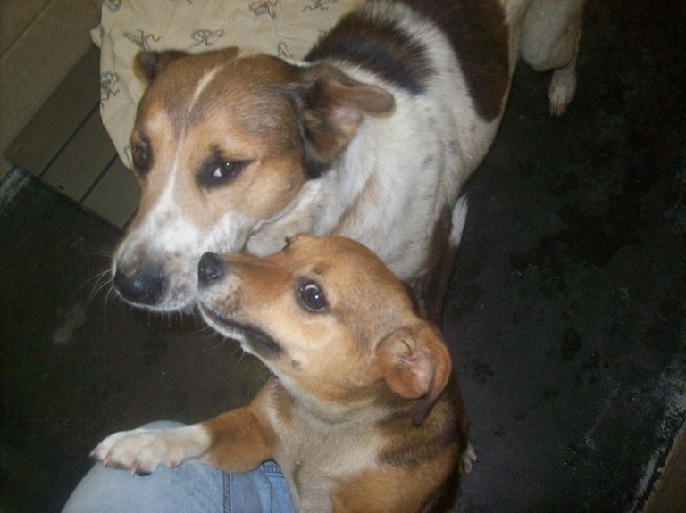 Other Photos of thie Dog