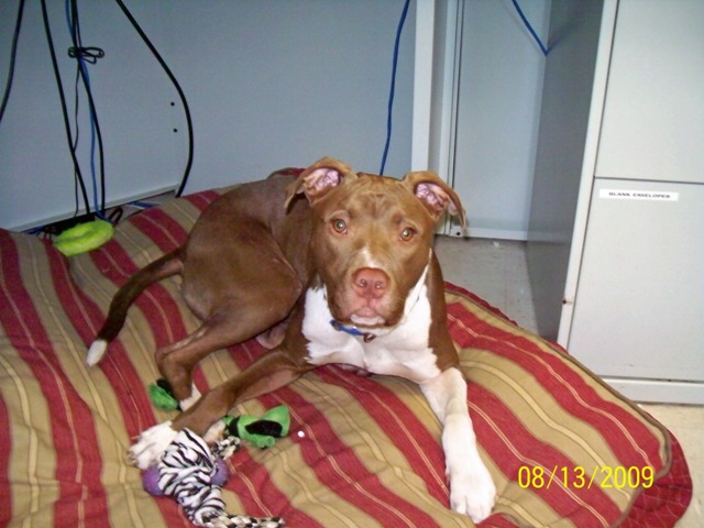 Other Photos of thie Dog
