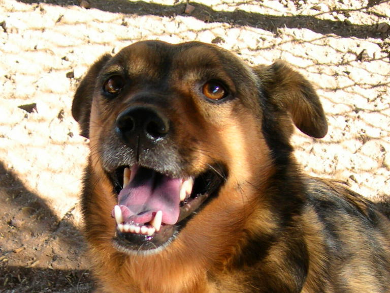 Main Photo of this Dog