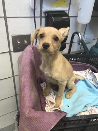animal breeder elpaso il animal breeder elpaso il