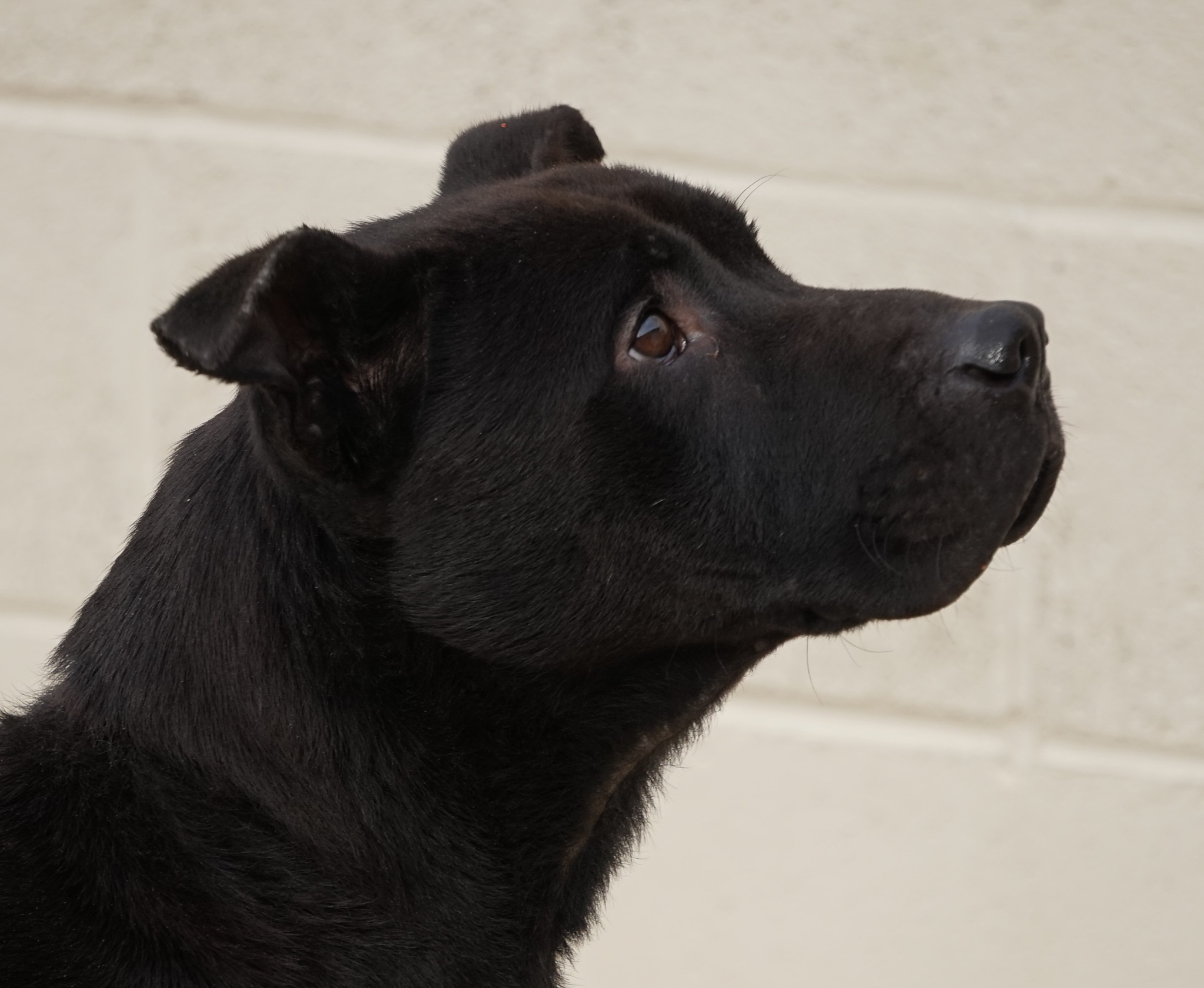Other Photos of thie Dog