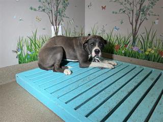 Main Photo of this Dog