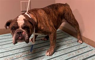 DogInDanger of Being Killed
