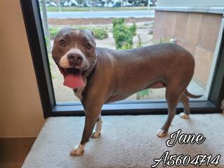 Jane, a Pit Bull Terrier, available for adoption