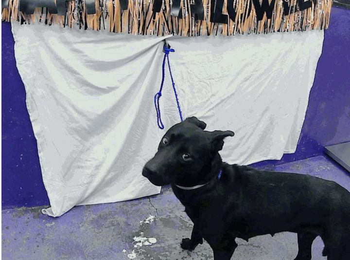 Main Photo of this Dog