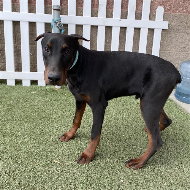 Main Photo of this Dog