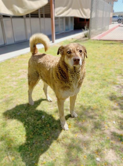 Other Photos of thie Dog