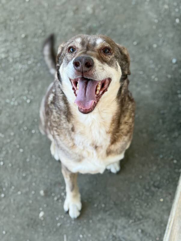 Other Photos of thie Dog