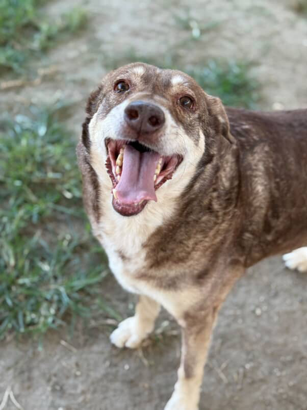 Other Photos of thie Dog